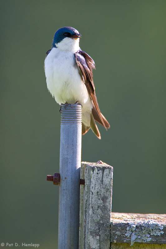 Pole perch 
