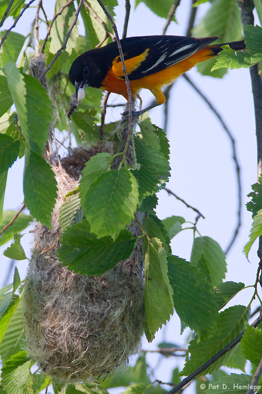 Visiting the nest 