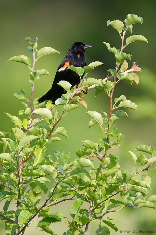 Black on green 