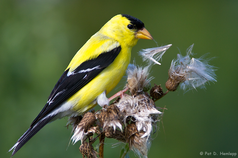Thistle treat 
