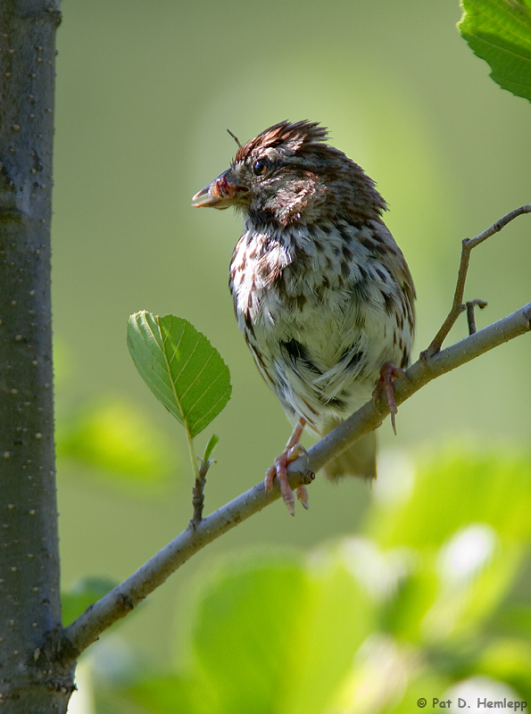 Sparrow with meal 