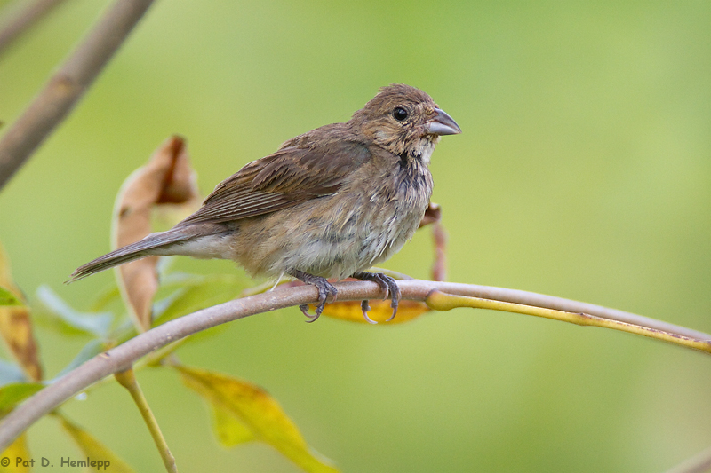 Young Bunting 