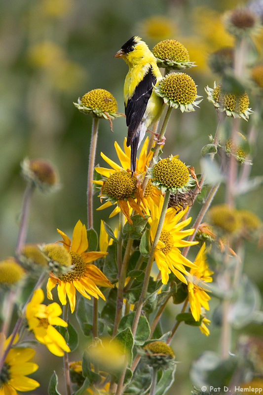 Goldfinch in field 