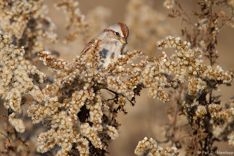 Autumn Tree Sparrow 