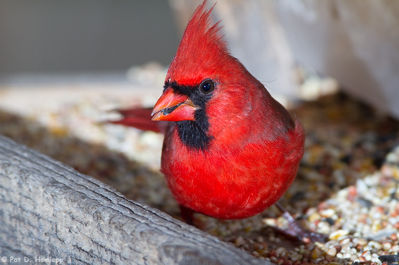 On a feeder 