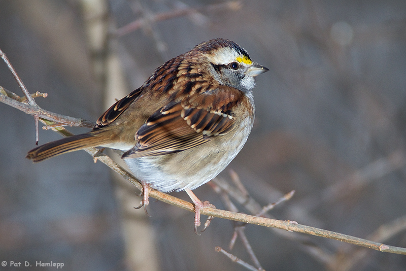 White-throated Sparrow 