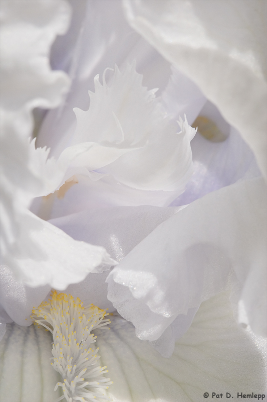 White on white 4
