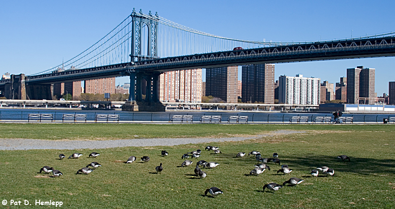 Manhattan Bridge