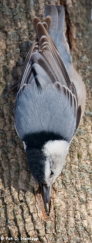 Nuthatch 2