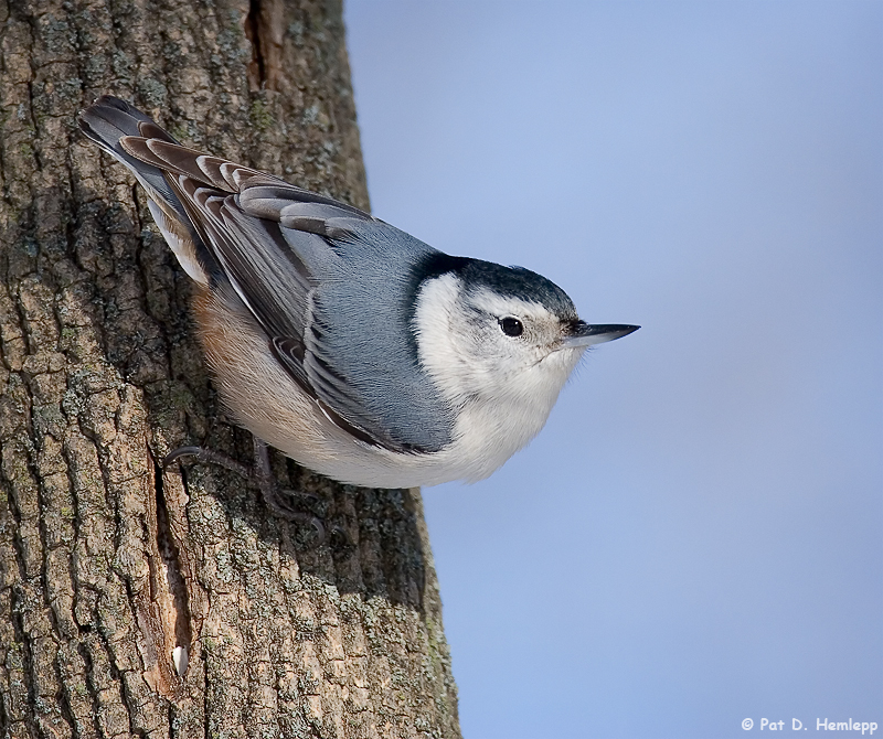 Nuthatch 1