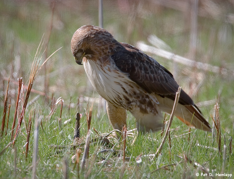Hawk hunting 3