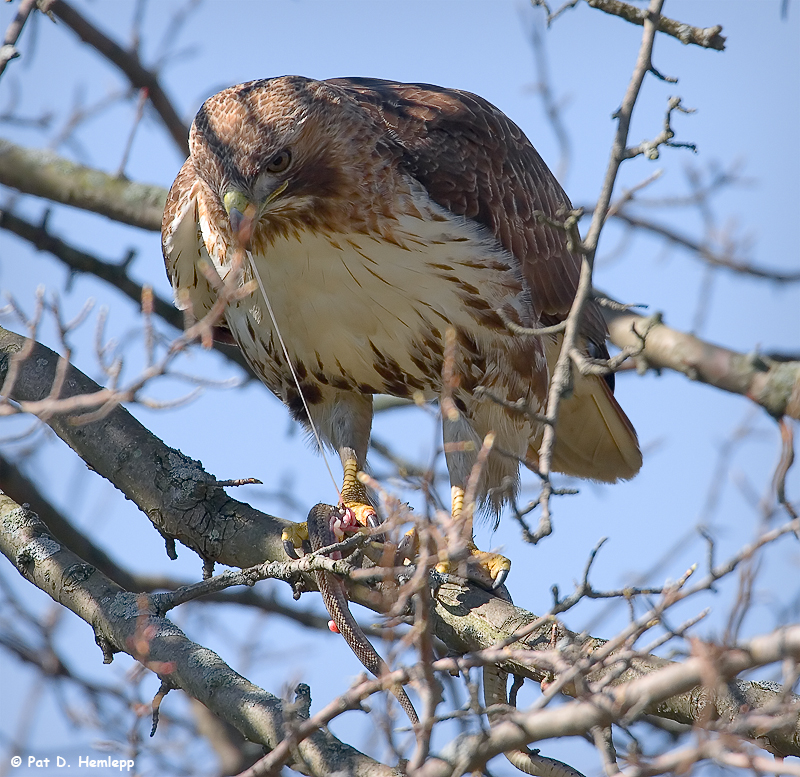 Hawk hunting 5
