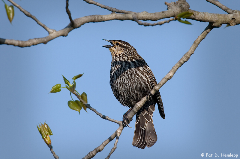 Female Red-winged Blackbird