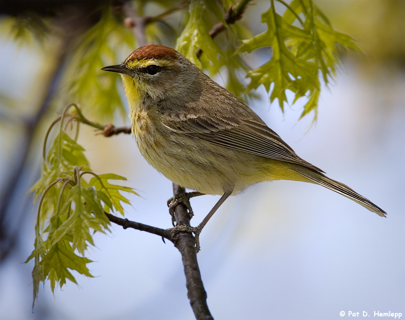 Palm Warbler