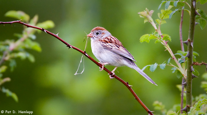 For the nest