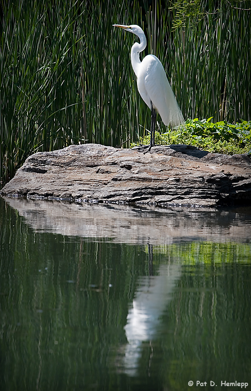 Great Egret