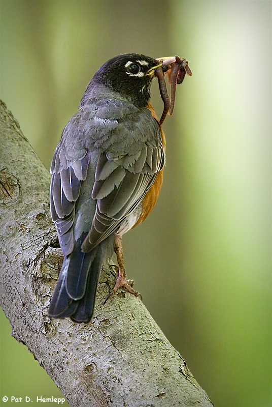 A mouthful of worms