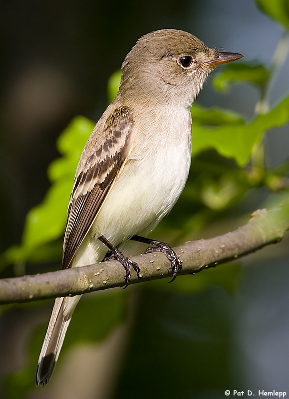 Willow Flycatcher