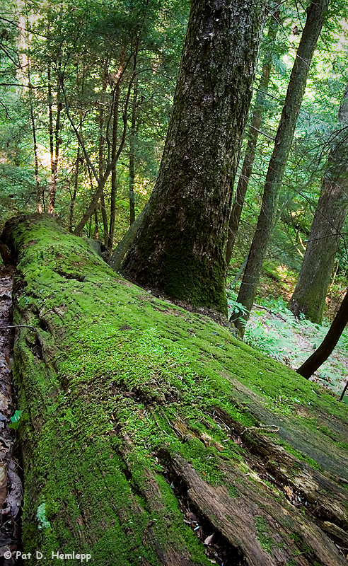 Moss on wood