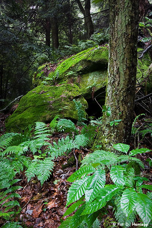 Mossy rocks