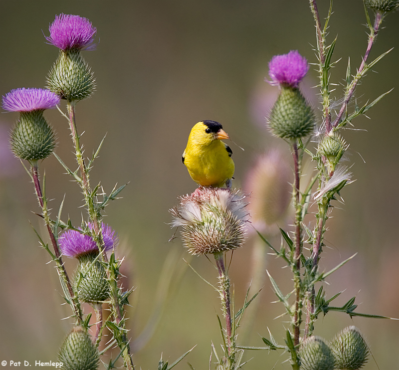 A spot of yellow
