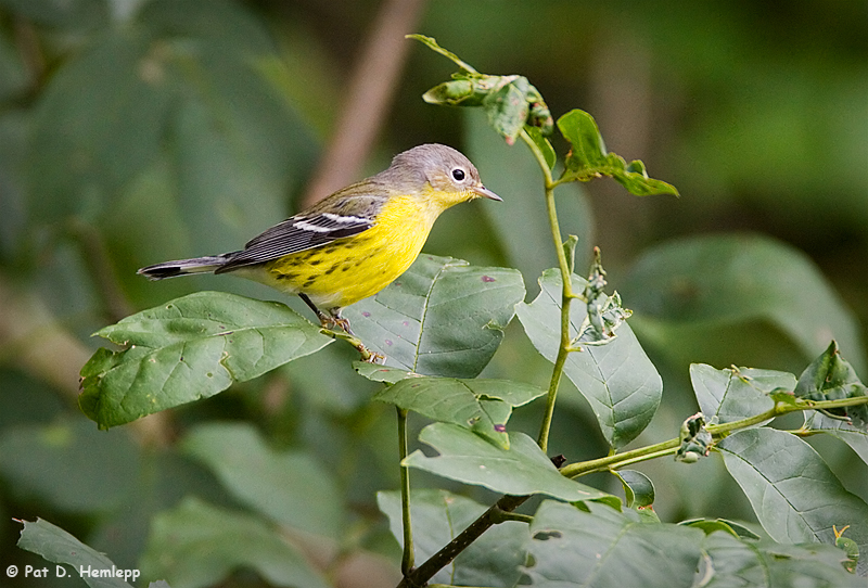 Warbler profile