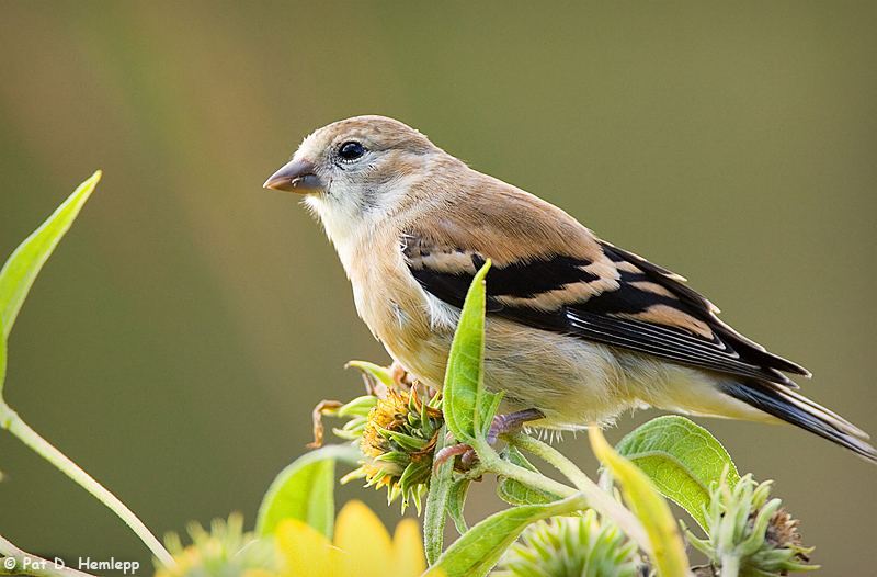 Young finch