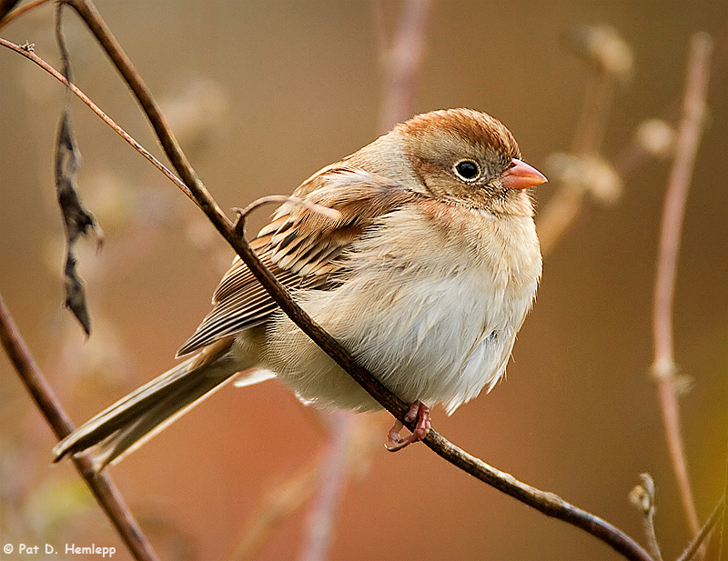 Sparrow at rest