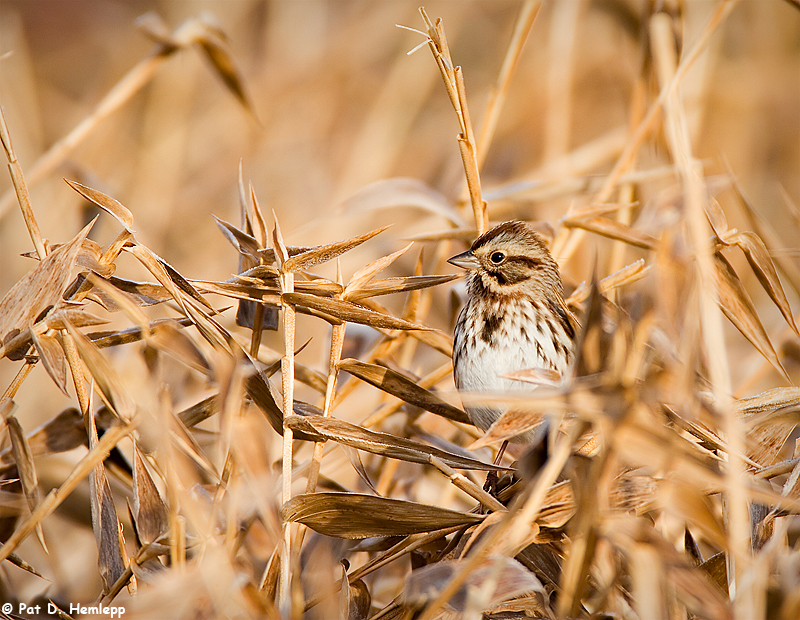 Blending Sparrow