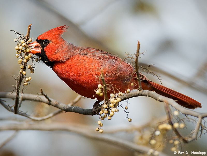 Stretching for seeds