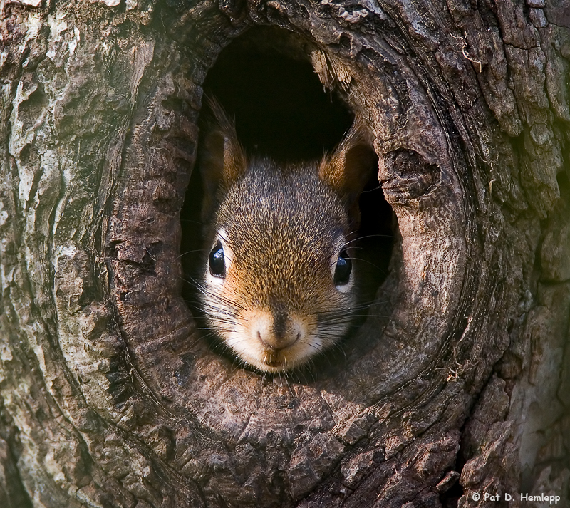 Taking a peek