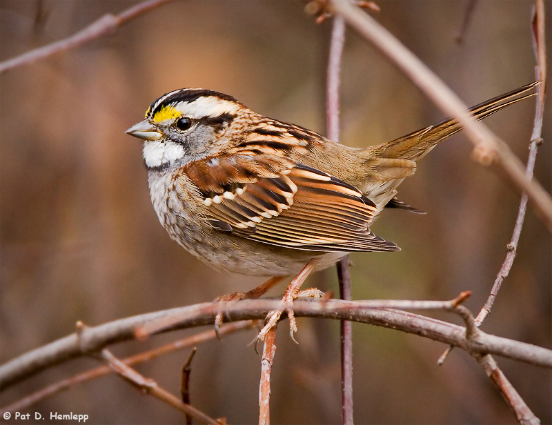 In the underbrush