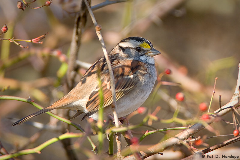 In a bush