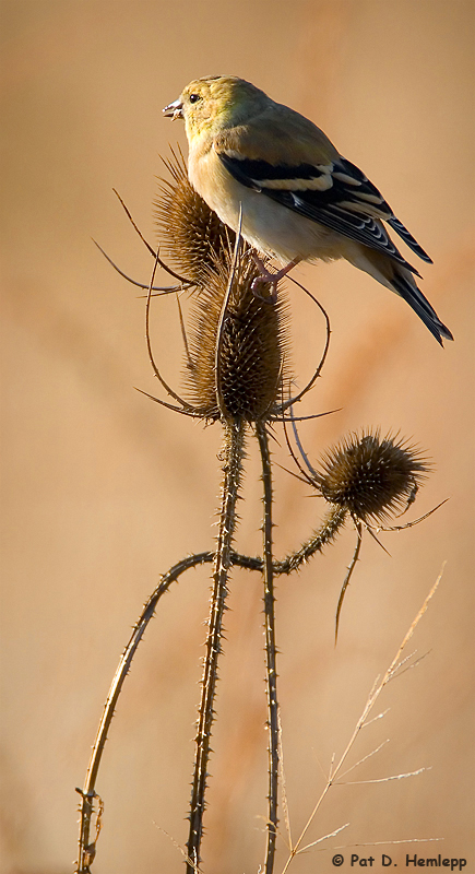 Standing tall