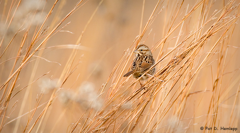 In tall grass