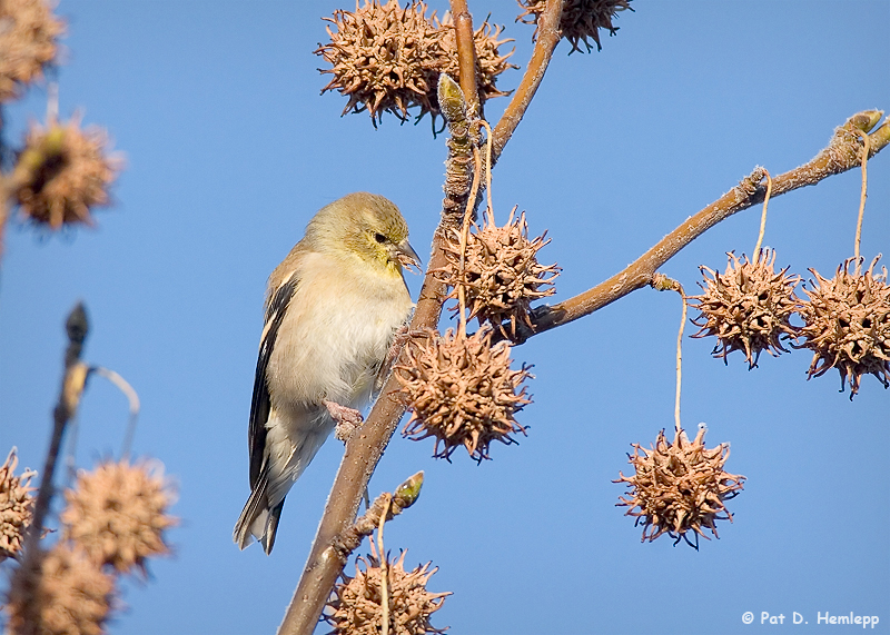 A Goldfinch buffet