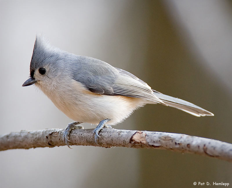 Titmouse on watch
