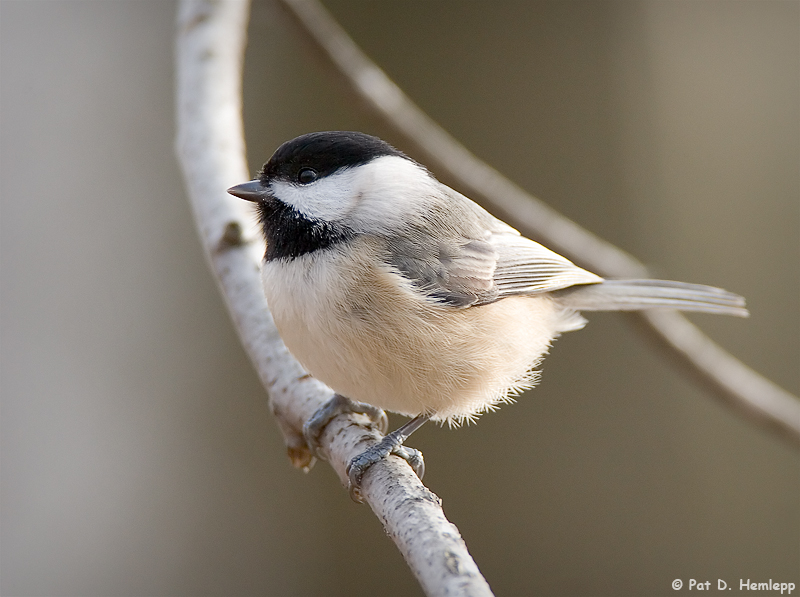 Chickadee profile