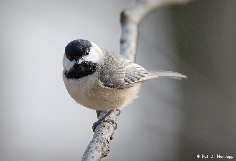 Curious Chickadee