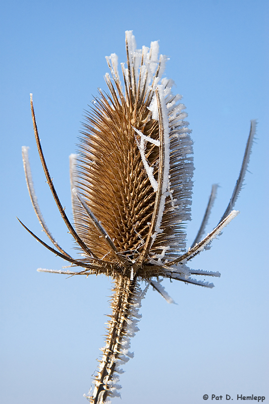 Frosty morning 2