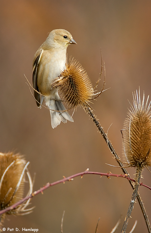 Goldfinch, teasel