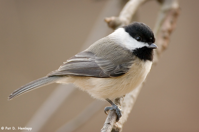 Chickadee at rest