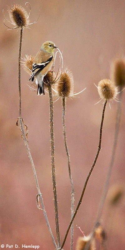 High in the field