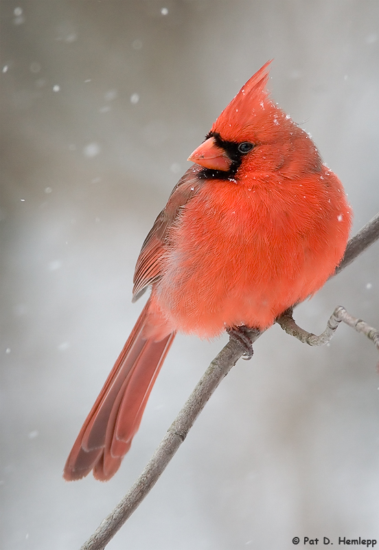 Cardinal in snow