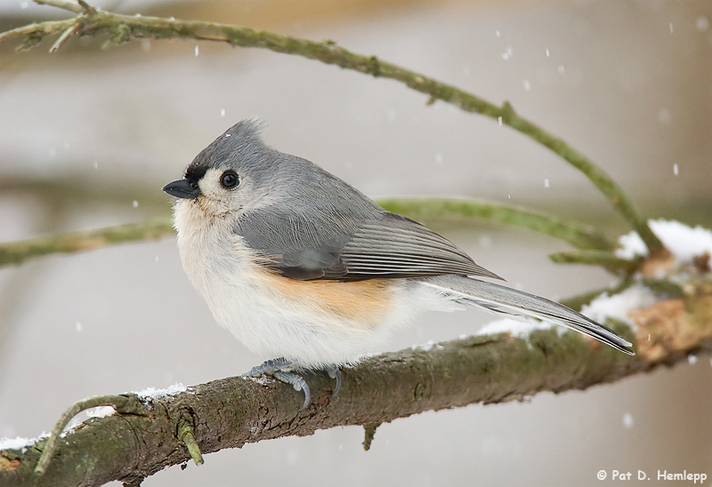 Titmouse in the snow