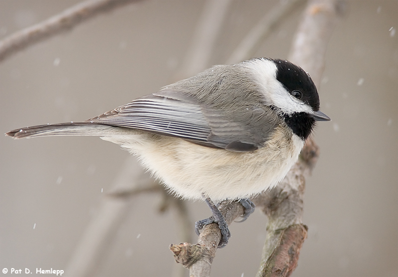 Chickadee in snow