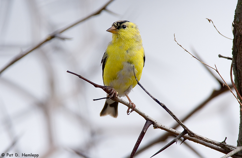 Early spring Goldfinch