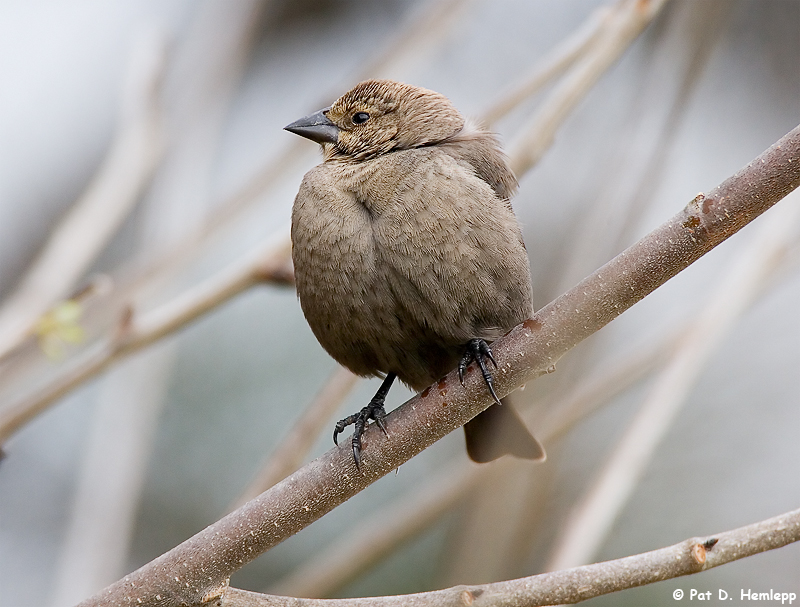 Puffed up