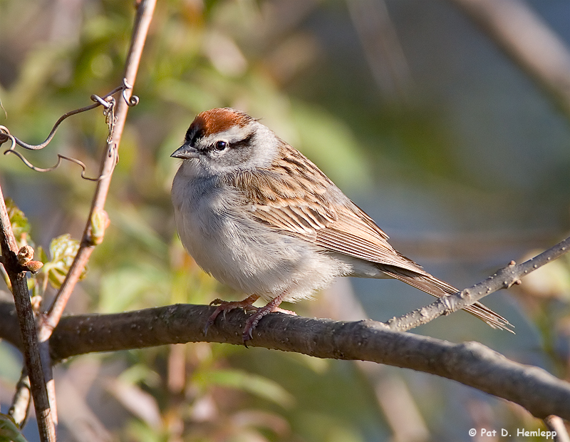 Spring Sparrow