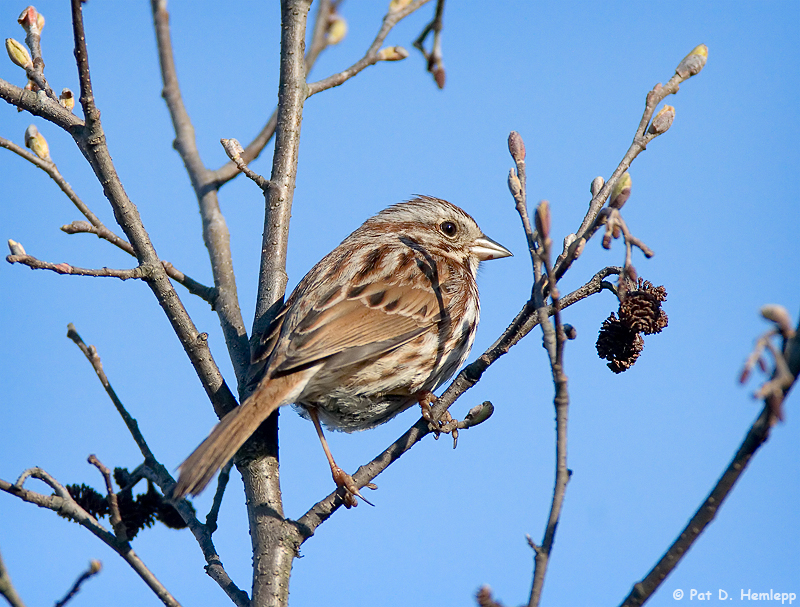 Morning Song Sparrow